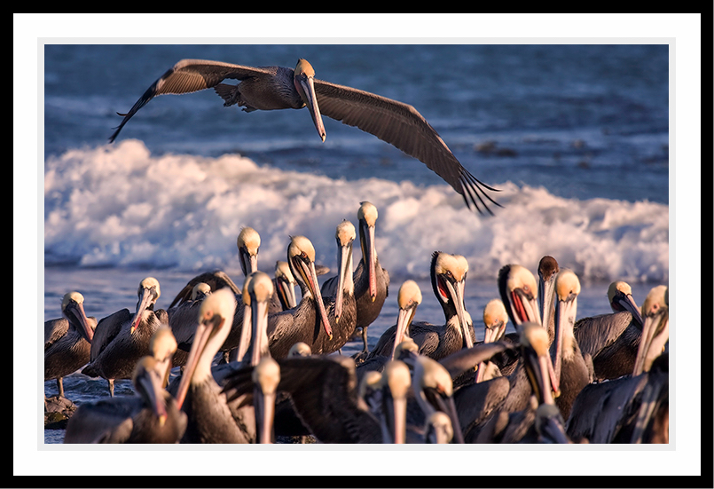 A lone pelican flying over a group of pelicans.